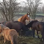 Muehlenberger Ponyhof